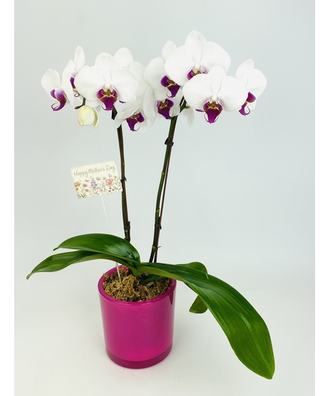 Mom's Orchid