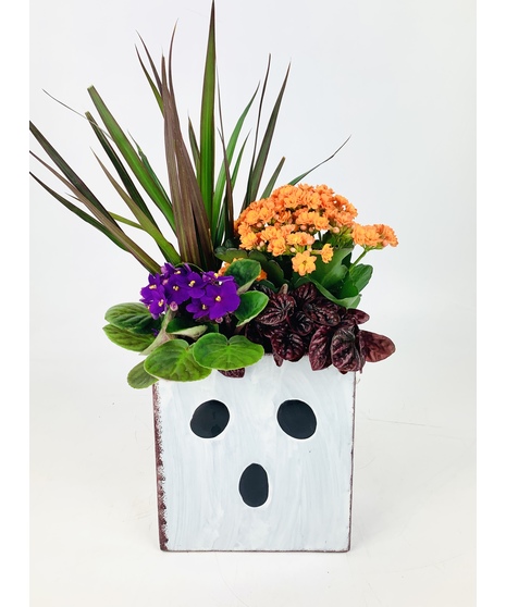 Make someone smile with this Halloween character bag shaped planter filled with an assortment of festive plants. 