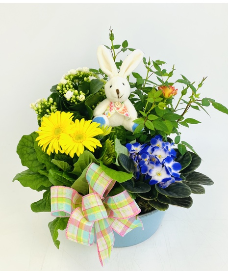 An upgrade on the traditional Easter basket! This pink or blue planter is filled with spring plants, a bashful bunny pick and is accented with seasonal decor.