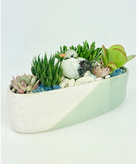 Seabird Succulents