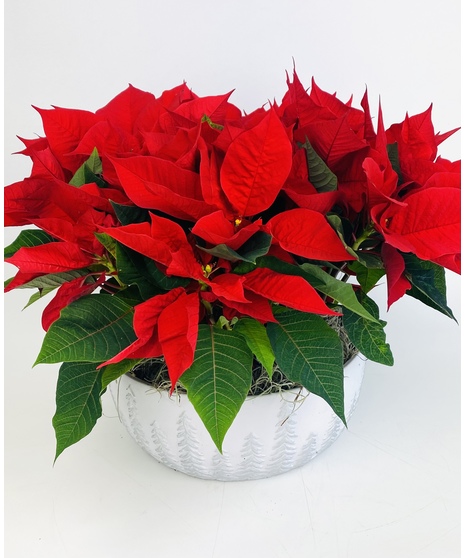 A stunning centerpiece created with all red poinsettias.