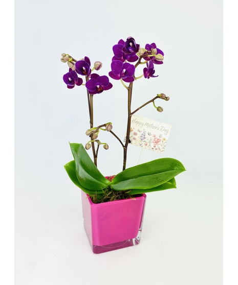 A Phalaenopsis orchid perfectly sized for a side table or desk in a modern glass pink planter.