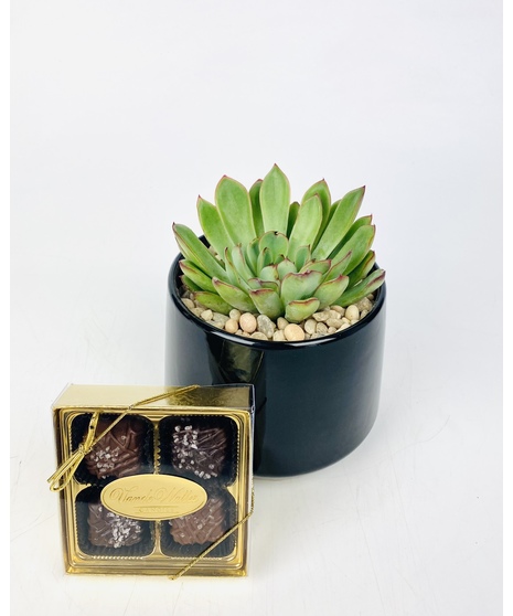 Succulent Bowl