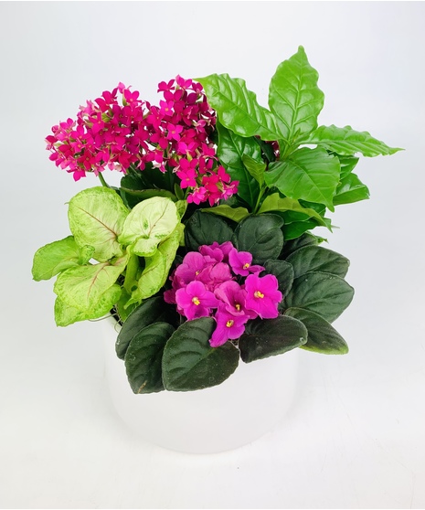 Thinking of you!  This black or white ceramic dish garden features bright blooming flowers and a charming wood 'Thinking of You' pick.  