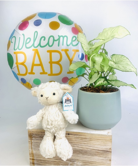 Babies First Nursery Plant