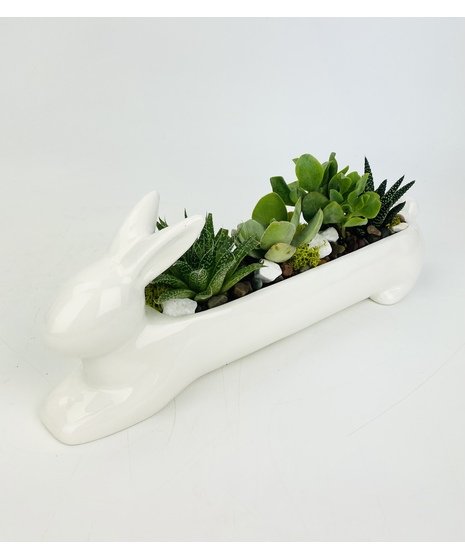 Bunny Succulents