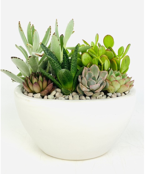 Succulent Centerpiece