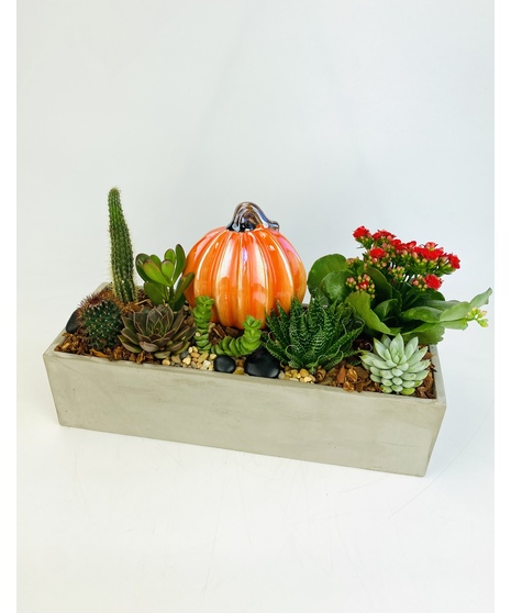 Autumn Succulents