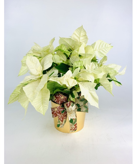 A holiday traditions, our 6