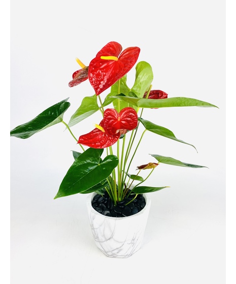 This modern Anthurium Plant is nestled in your choice of ceramic pot. It's a perfect gift as a house warming, just because or any occasion!