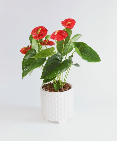 This modern Anthurium Plant is nestled in your choice of ceramic pot. It's a perfect gift as a house warming, just because or any occasion!