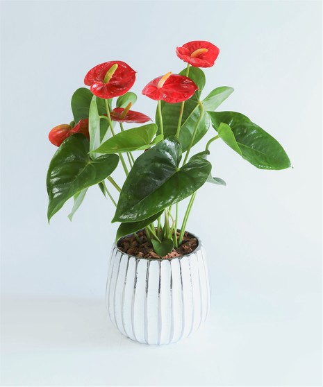 This modern Anthurium Plant is nestled in your choice of ceramic pot. It's a perfect gift as a house warming, just because or any occasion!