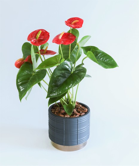 This modern Anthurium Plant is nestled in your choice of ceramic pot. It's a perfect gift as a house warming, just because or any occasion!