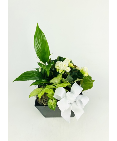 Our Cherished Memories Garden offers a classic black wooden planter overflowing with beautiful white blooming and green plants. 