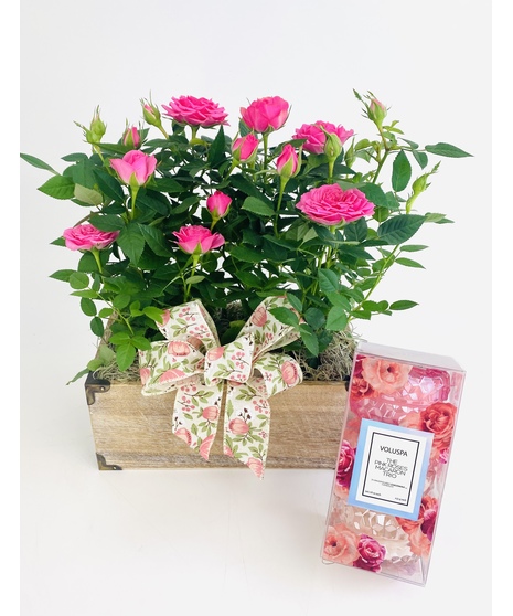 A trio of gifts sure to make any mom feel special! This timeless garden comes complete with a Voluspa candle and gourmet sea salt caramels! 