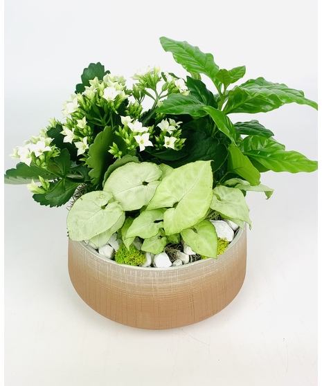 Rustic Dish Garden