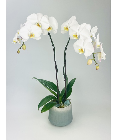 This elegant orchid is paired with sea glass in a beautiful coastal blue planter. It's the perfect coastal addition to any room in your house. 