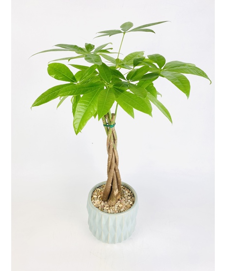 The Money Tree is said to bring prosperity and positive energy to any space. So give it to a loved one who is ready for some good luck!