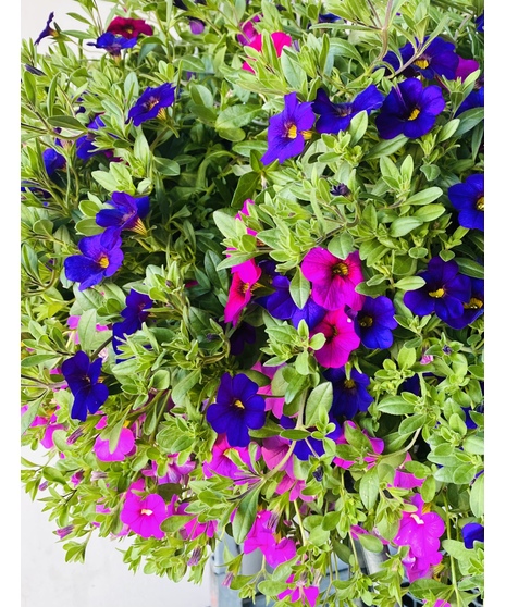 Calibrachoa  Sun Basket
