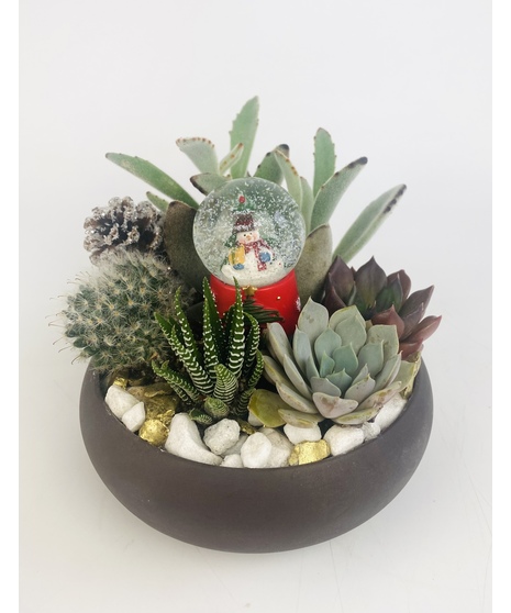 Snow Globe Succulents