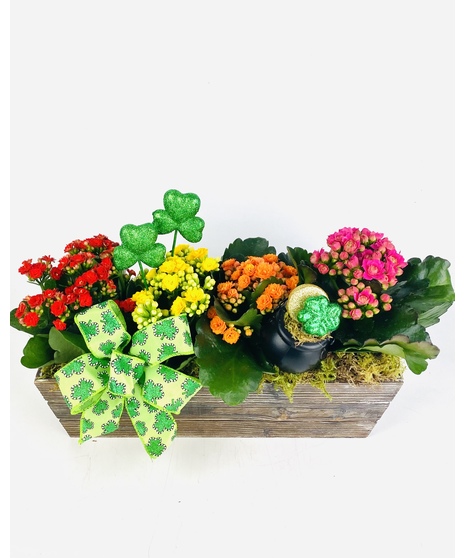 Lucky Shamrock Garden