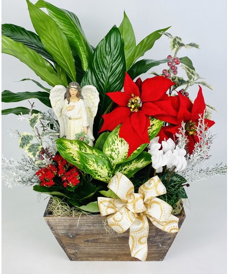 Christmas Wonder
