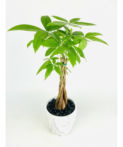 Money Tree