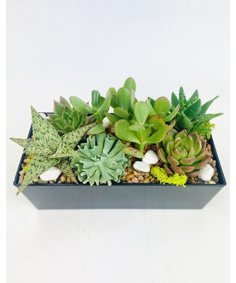 Simply Succulents