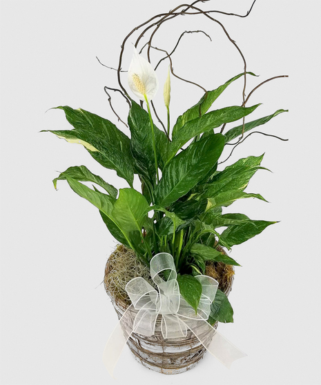 A classic plant for sympathy, a peace lily is easy to care for and will be a lasting reminder of a loved one who has passed.