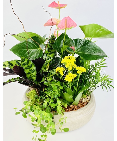 Tropical Oasis