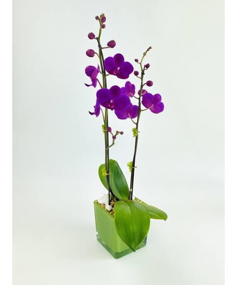 A Phalaenopsis Orchid, in a vivid glass cube, accented with moss and rocks. 