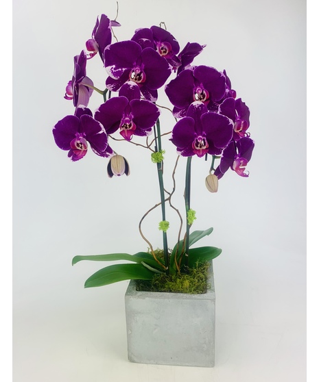 A Phalaenopsis Orchid nestled in square concrete planter.  Deluxe Orchid comes with three Echeveria. 