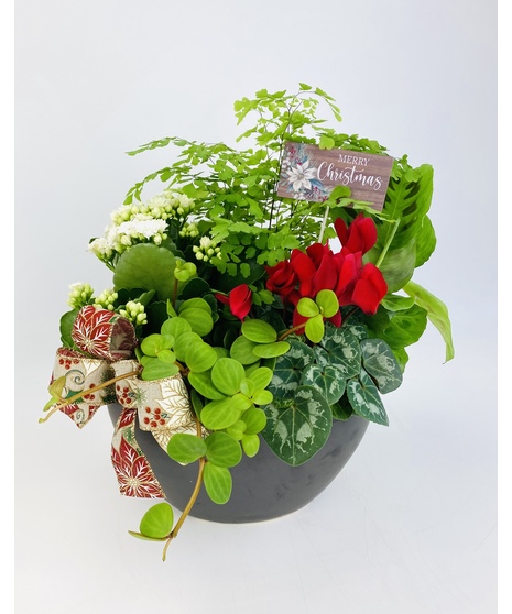 A collection of traditional Christmas-colored plants, in a ceramic planter that is decorated with a festive bow and Merry Christmas pick. 