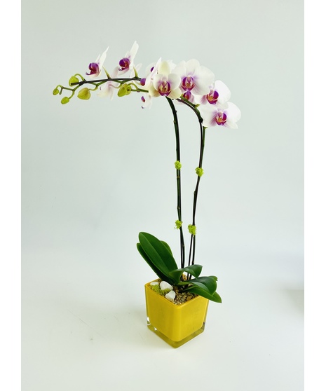 A Phalaenopsis Orchid, in a vivid glass cube, accented with moss and rocks. 