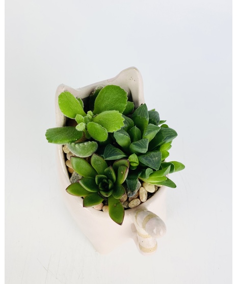 Your choice of a brown, light pink, yellow or gray succulent kitty garden. This purr-fect gift will surely put a smile on anyone's face! 