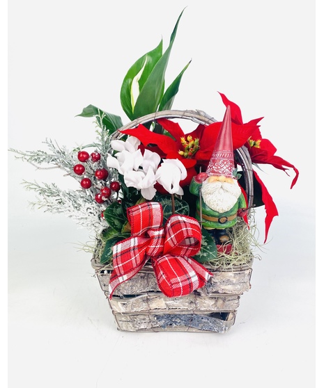 A skiing Nordic Gnome nestled amongst festive blooming and green plants make up this fun, whimsical winter garden.  