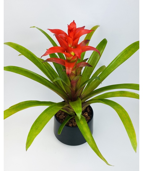Tropical Bromeliad