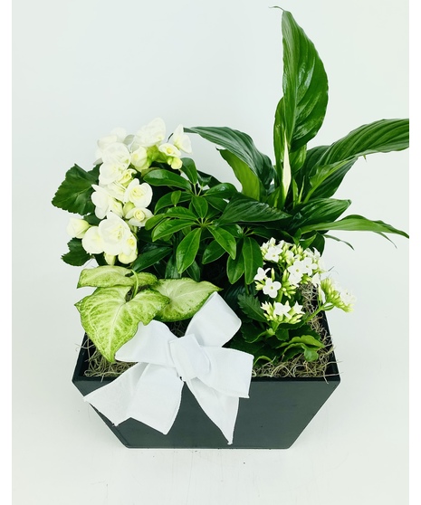 Our Cherished Memories Garden offers a classic black wooden planter overflowing with beautiful white blooming and green plants. 