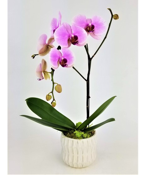 Designer's Choice Orchid