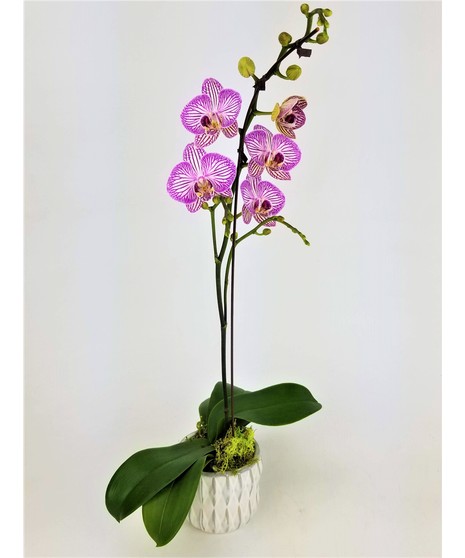 A Phalaenopsis orchid perfectly sized for a side table or desk in a modern container. Orchid color may vary and is designer's choice.