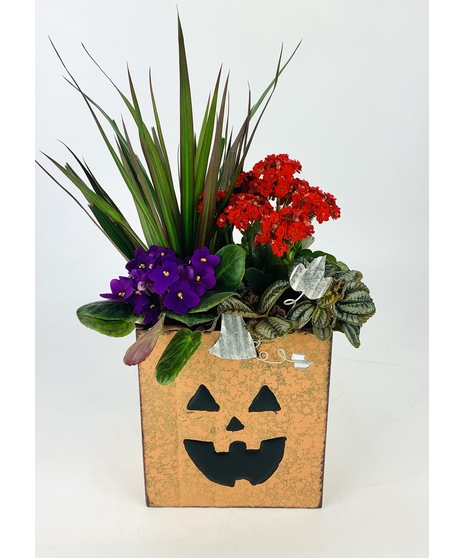 Make someone smile with this Halloween character bag shaped planter filled with an assortment of festive plants. 