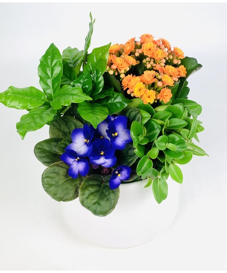 This brightly colored ceramic dish garden bursting with color!  