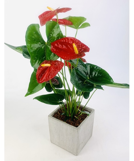Classic Anthurium Plant