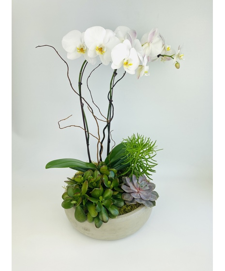 Orchid Oasis