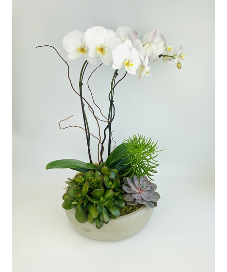 Orchid Flower Arrangements Everett