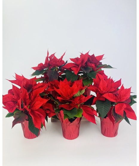 A holiday traditions, our 6