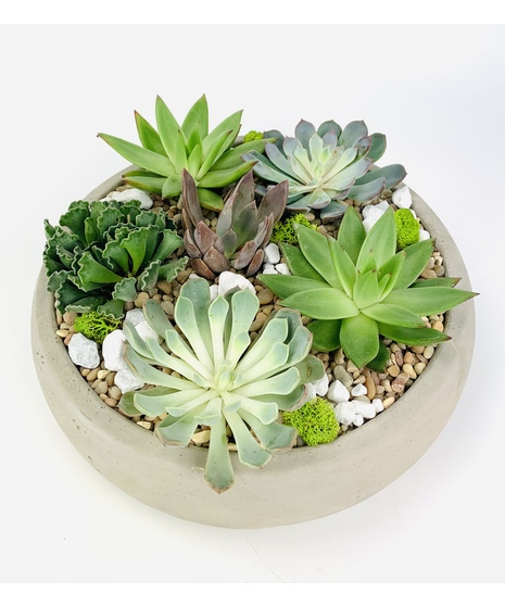 Classic Succulents