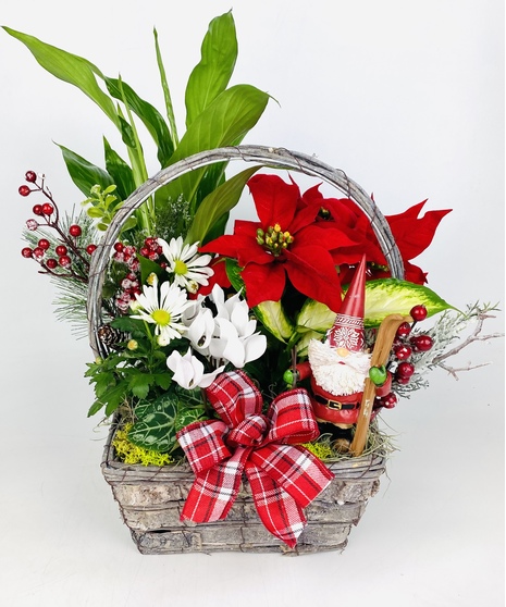 A skiing Nordic Gnome nestled amongst festive blooming and green plants make up this fun, whimsical winter garden.  