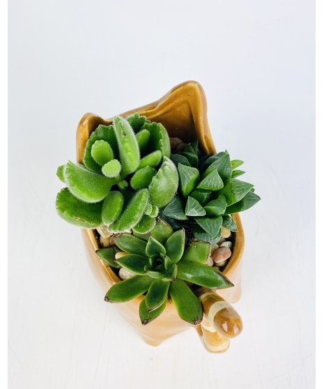 Your choice of a brown, light pink, yellow or gray succulent kitty garden. This purr-fect gift will surely put a smile on anyone's face! 