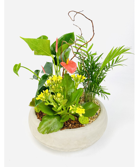 An easy care garden of tropical plants, planted in a contemporary concrete container.